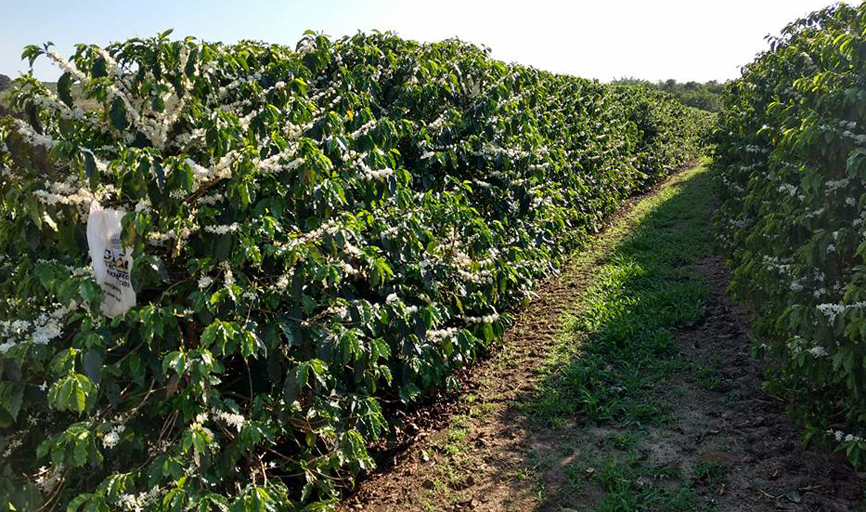 Florada do café ocasiona uma paisagem diferenciada nas lavouras da região de Paraíso