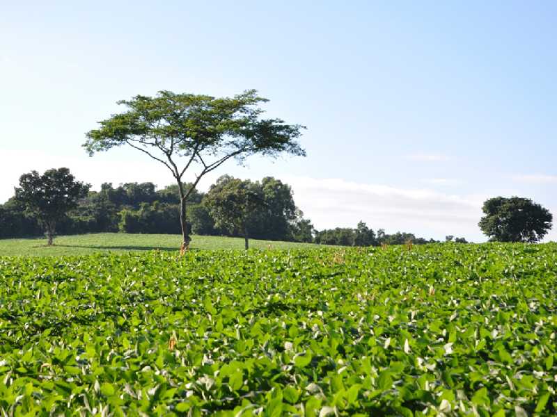 Região da Itaguaba é uma das áreas que mais registrou crescimento nas lavouras de soja no município