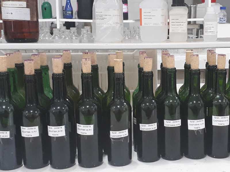 Pesquisa avalia uso de madeiras brasileiras para envelhecimento de vinho, inclusive com uva produzida em Paraíso