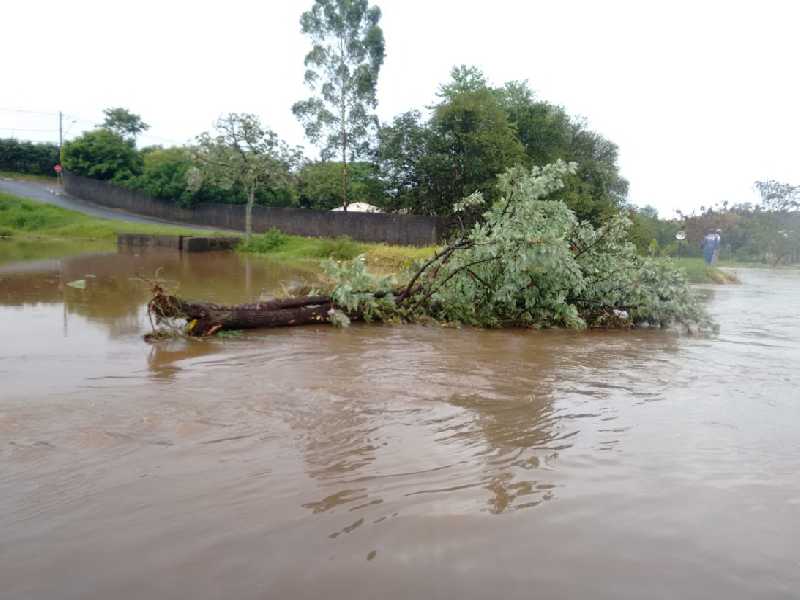 Águas da chuva invadiram casas e numa delas trouxe a presença de uma cobra, além de ter derrubado uma árvore