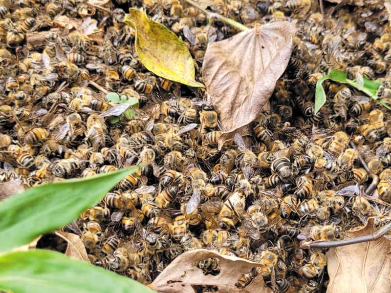 Um único apicultor da região afirma ter perdido mais de 200 mil abelhas em dois anos