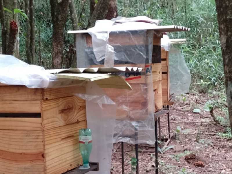 Criador  vizinho à lavoura de soja afirma que nenhuma de suas abelhas morreram intoxicadas