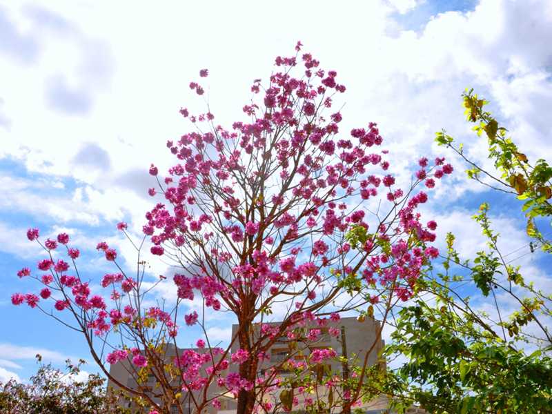 Plantio de mudas de espécies arbóreas e arbustivas, como o ipê rosa visa amenizar temperatura no campus