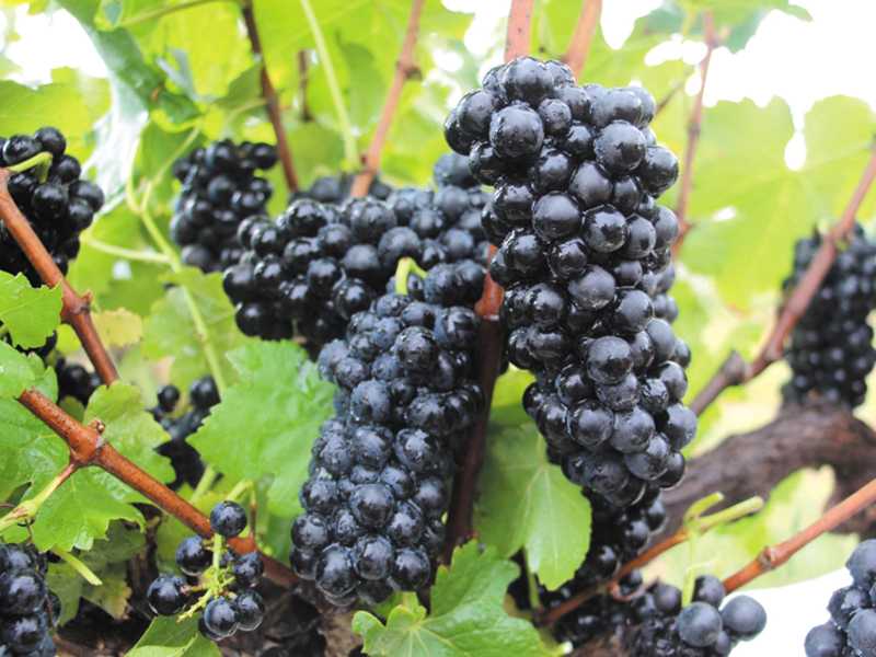 Epamig avalia produção de uva Syrah em Paraíso e outros municípios do Sul de Minas