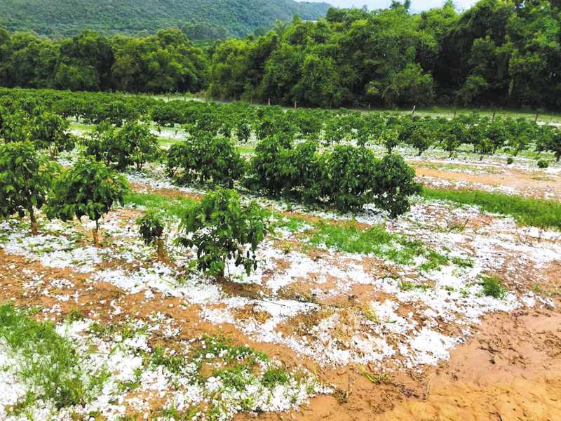 Estimativas apontam prejuízos em 10% das lavouras no município após as fortes chuvas de granizo do começo de semana