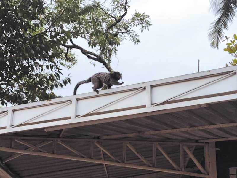 Macaco foi visto junto a outros integrantes do grupo na Praça São José, em Paraíso