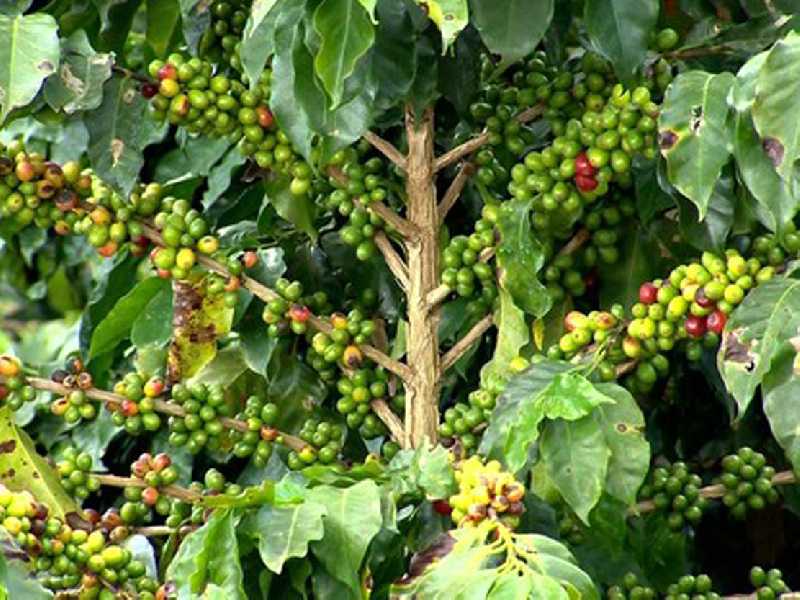Levantamento da Conab projeta produção de 21,4 milhões de sacas no estado que deverá ter a produção de café reduzida em 38,1%