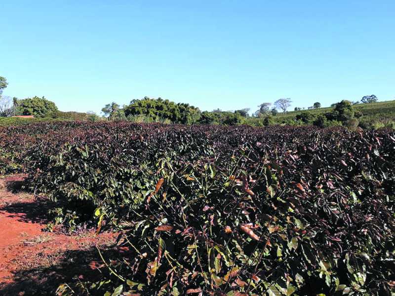 Várias lavouras na região da divisa entre Paraíso e São Tomás de Aquino registram queimadas nas plantas