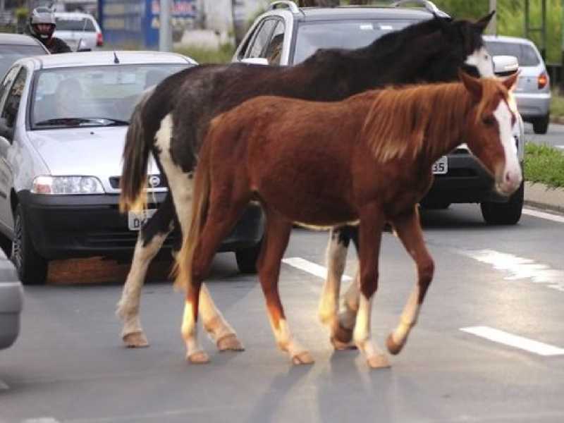 Cavalos atravessam trecho da avenida Zezé Amaral em momento de tráfego intenso, causando tranatornos no trânsito